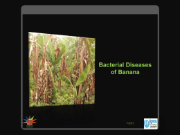 Bacterial Diseases of Banana