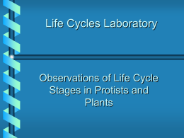 Life Cycles Laboratory