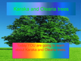 Karaka and Olearia trees