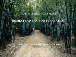 Homesteadbambooplantation - International Network for