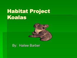 Habitat Project Koalas