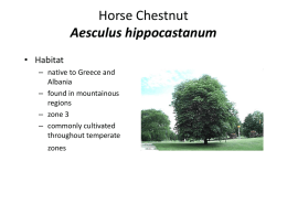 Horse Chestnut Aesculus hippocastanum - Instructor