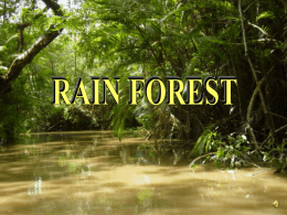 Where are Rain Forests?