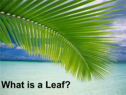 What is a Leaf? - 2ndGradeTechShare