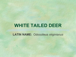 Whitetail Deer Power Pt