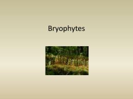 Bryophytes P.P.