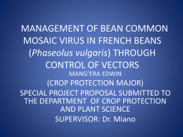 management of bean common mosaic virus in french beans