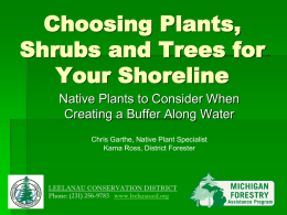 Choosing Plants Shrubs and Trees for Your