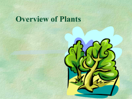 Overview of Plantsx