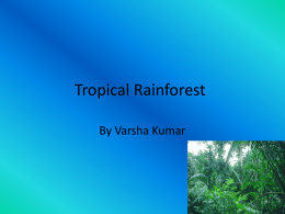 Tropical Rainforest - fitzgerald10