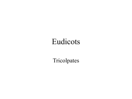Eudicots