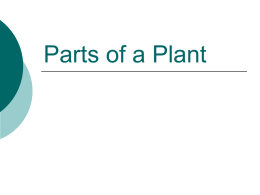 Parts of a Plant - The Lesson Locker