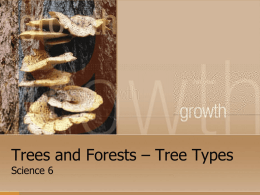 TreeTypes