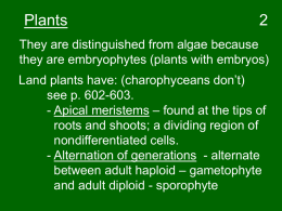 Seed Vascular Plants