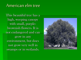 American elm