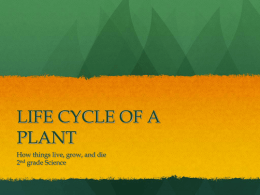 Cycle of a Plant Powerpoint