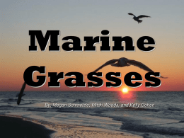 Marine Grasses