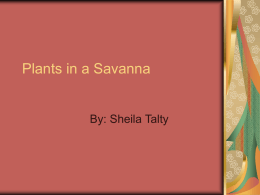 Plants in a Savanna