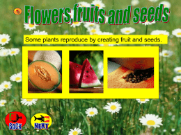 Seeds Powerpoint