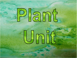 vascular plants