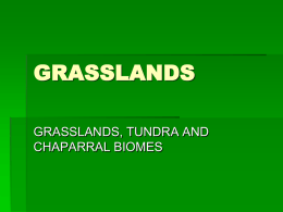 GRASSLANDS