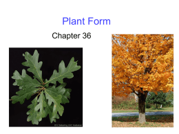 Ch.36 Plant Form - OCC