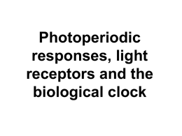 Photoperiodic responses, light receptors and the biological clock