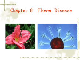 Section 3 Chinese Rose and Tulip Disease