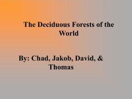 The Deciduous Forests of the World