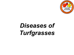 turf_diseases