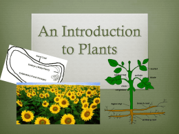 Chapters 23 - 26 - Plant Kingdom