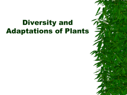 Diversity and Adaptations of Plants