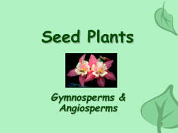 seed plants