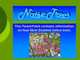 Native Trees