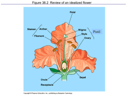 Figure 38.2 Review of an idealized flower