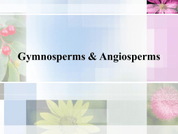 Gymnosperms & Angiosperms - Effingham County Schools