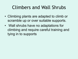 Climbers_and_Wall_shrubs
