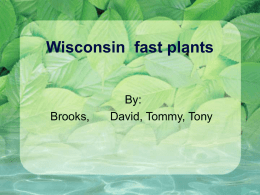 Wisconsin fast plants