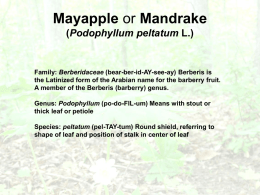 Mayapple or Mandrake (Podophyllum peltatum L.)