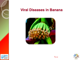 Viral Diseases in Banana