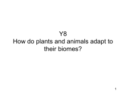 Y8 How do plants and animals adapt to their biomes?