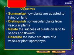 Structure of a Vascular Plant