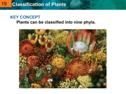 Biology Plant Classification