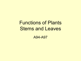 Functions of Plants Stems and Leaves