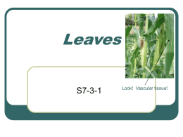 S7-3-1 Leaves