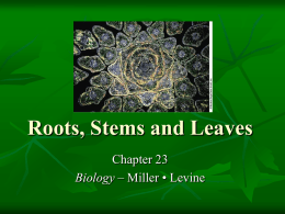 Roots, Stems and Leaves