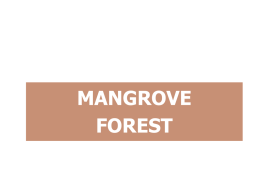 mangrove forest - GE-sec2i-2014