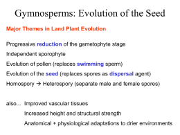 Lecture 09, Gymnosperms - Cal State LA