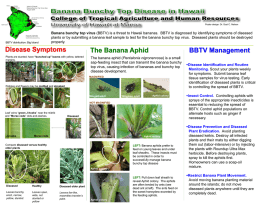 Disease Symptoms Banana bunchy top virus