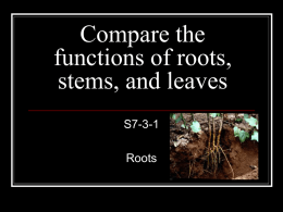 Compare the functions of roots, stems, and leaves